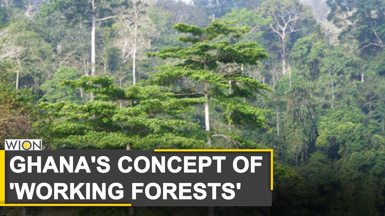 Ghana: Youth help in bettering Ghana's ecological future | World News | WION News