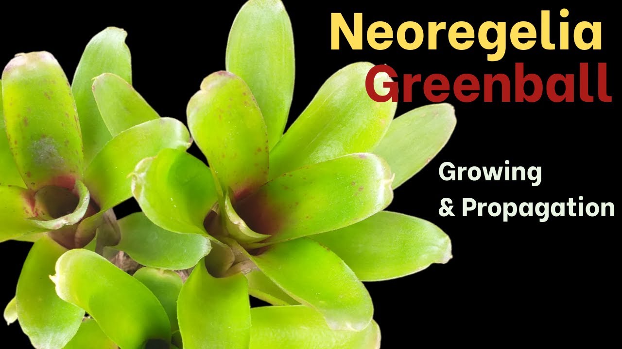 Неорегелия Greenball: знакомство и советы по уходу
