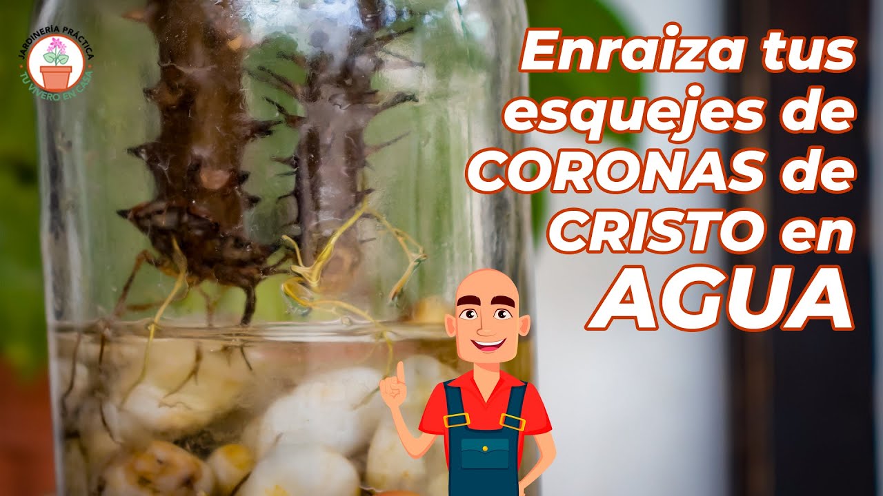 Enraizando en AGUA los ESQUEJES de CORONA de CRISTO