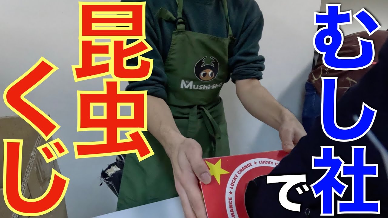 【むし社】昆虫くじ　虫ドライブ