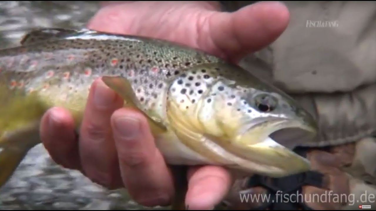 Fliegenfischen für Einsteiger