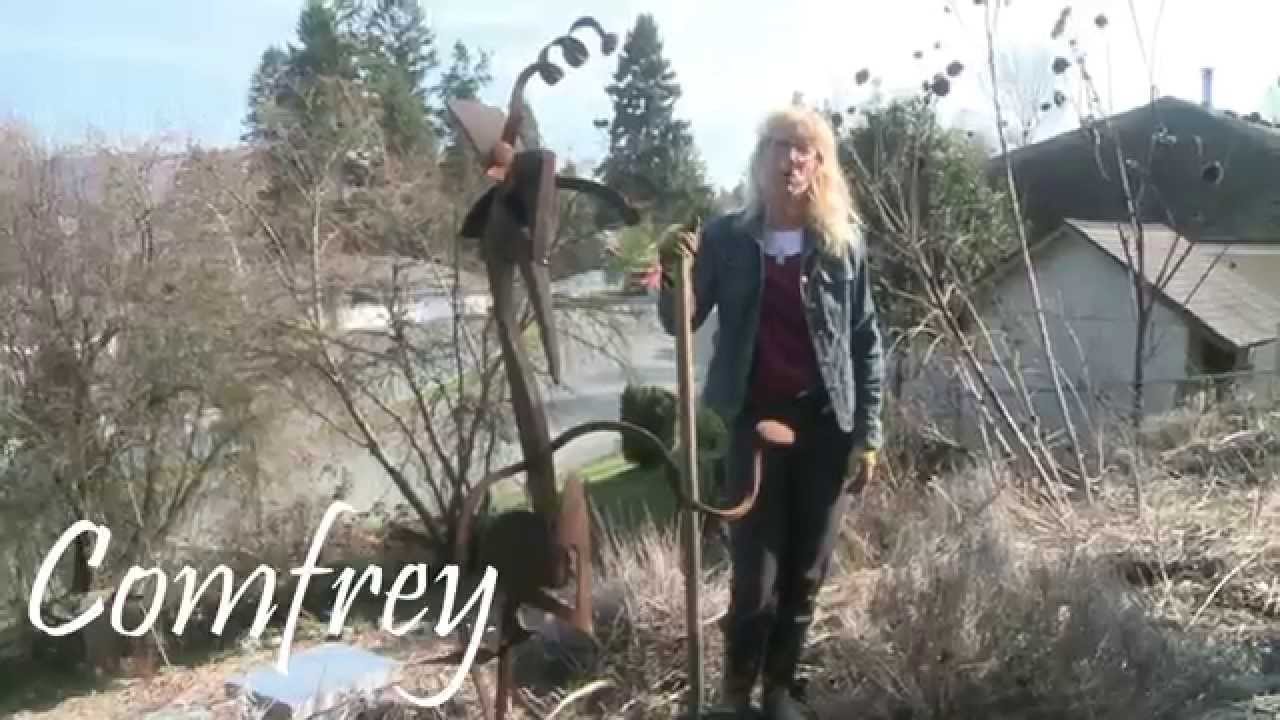 Harvesting and Drying Comfrey Root