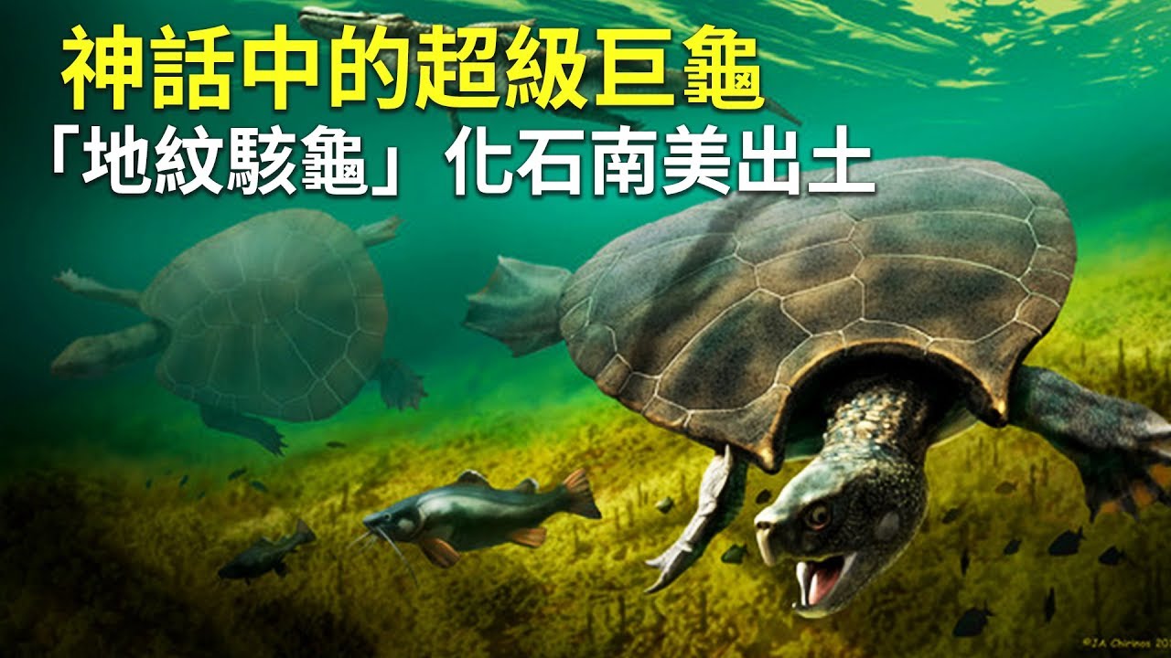 神話中的超級巨龜 「地紋駭龜」化石南美出土｜烏龜｜地紋駭龜
