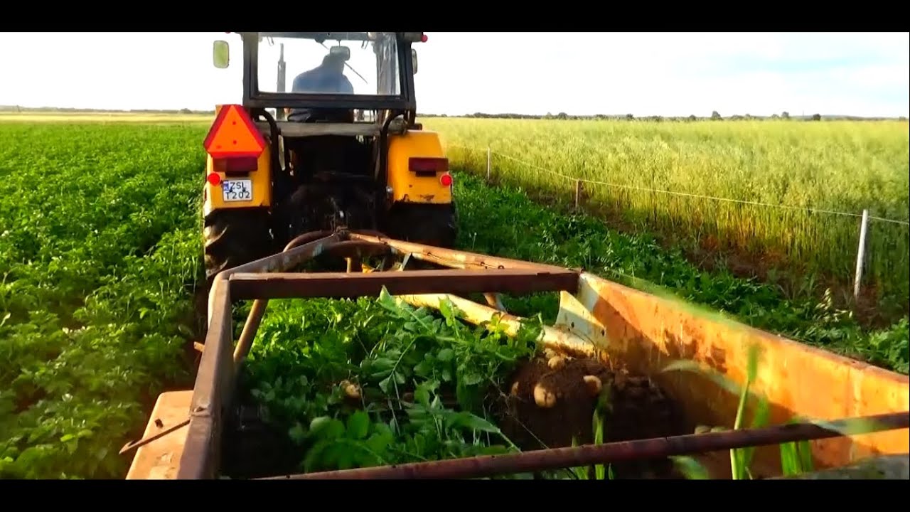 KOPANIE ZIEMNIAKÓW WCZESNYCH 2015 (pierwsze na youtube)