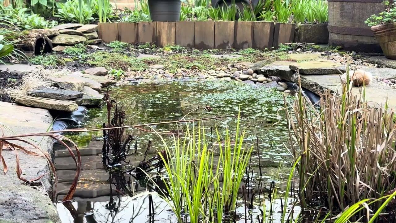 Quiet Garden Pond on a Grey Morning | Subtle Water Sounds & Distant Birds (1 Hour)