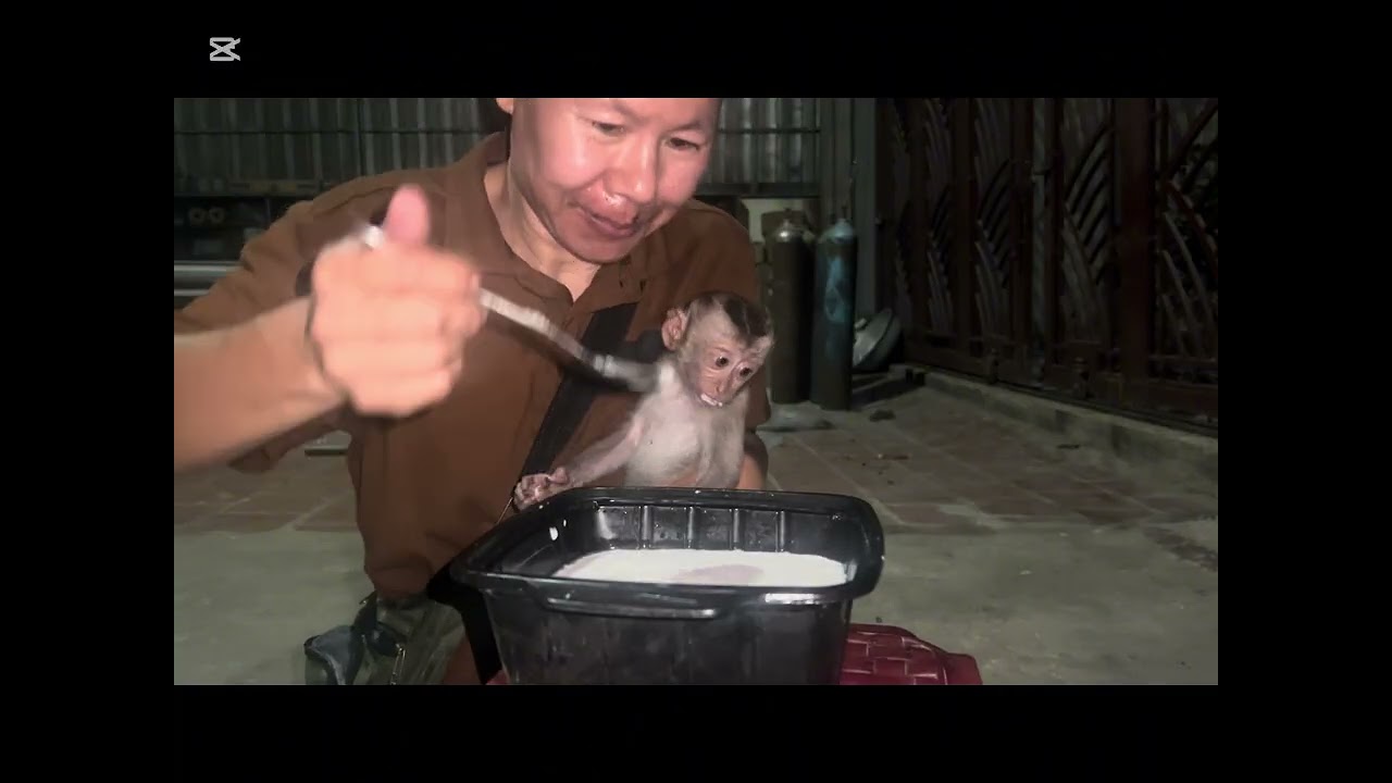 Mary drank milk then she throw it out #animals #monkey #mary #asmr