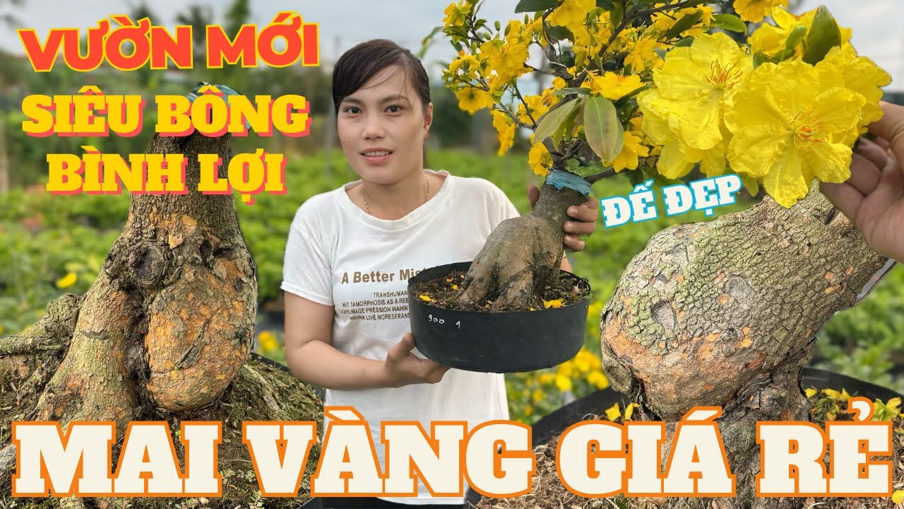 13-03 CHỊ THẢO Giao Lưu Mai Vàng Giá Rẻ, Siêu Bông Bình Lợi, Hoàng Kim, SB Sài Gòn • THÀNH TRỌNG LÊ