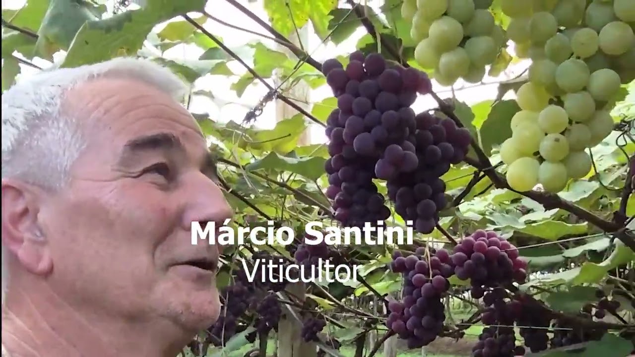 Produtores de uva da região, registram o fenômeno “quimerismo”, nos parreirais na safra deste ano