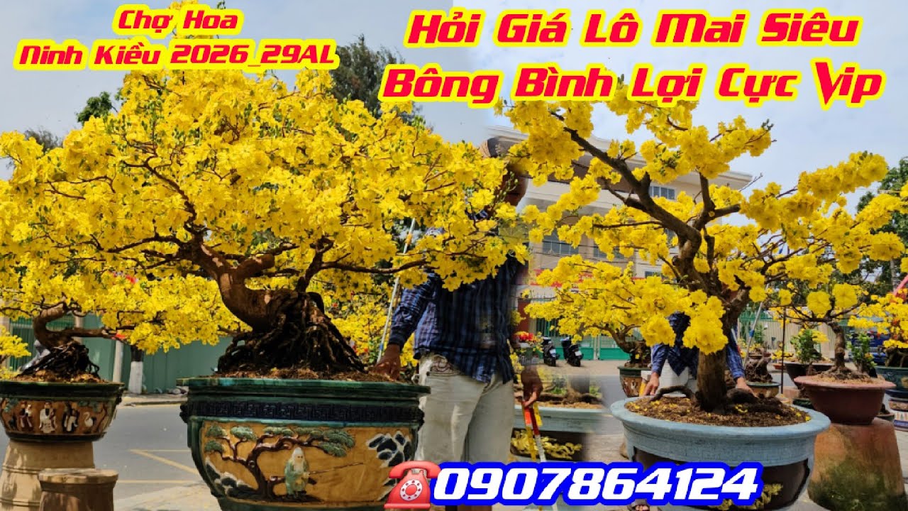 Chợ Tết Ninh Kiều 2026/ 29AL, Hỏi Giá Lô Mai Siêuu Bông Bình Lợi Cực Vip #0907864124/ CS Cần Thơ