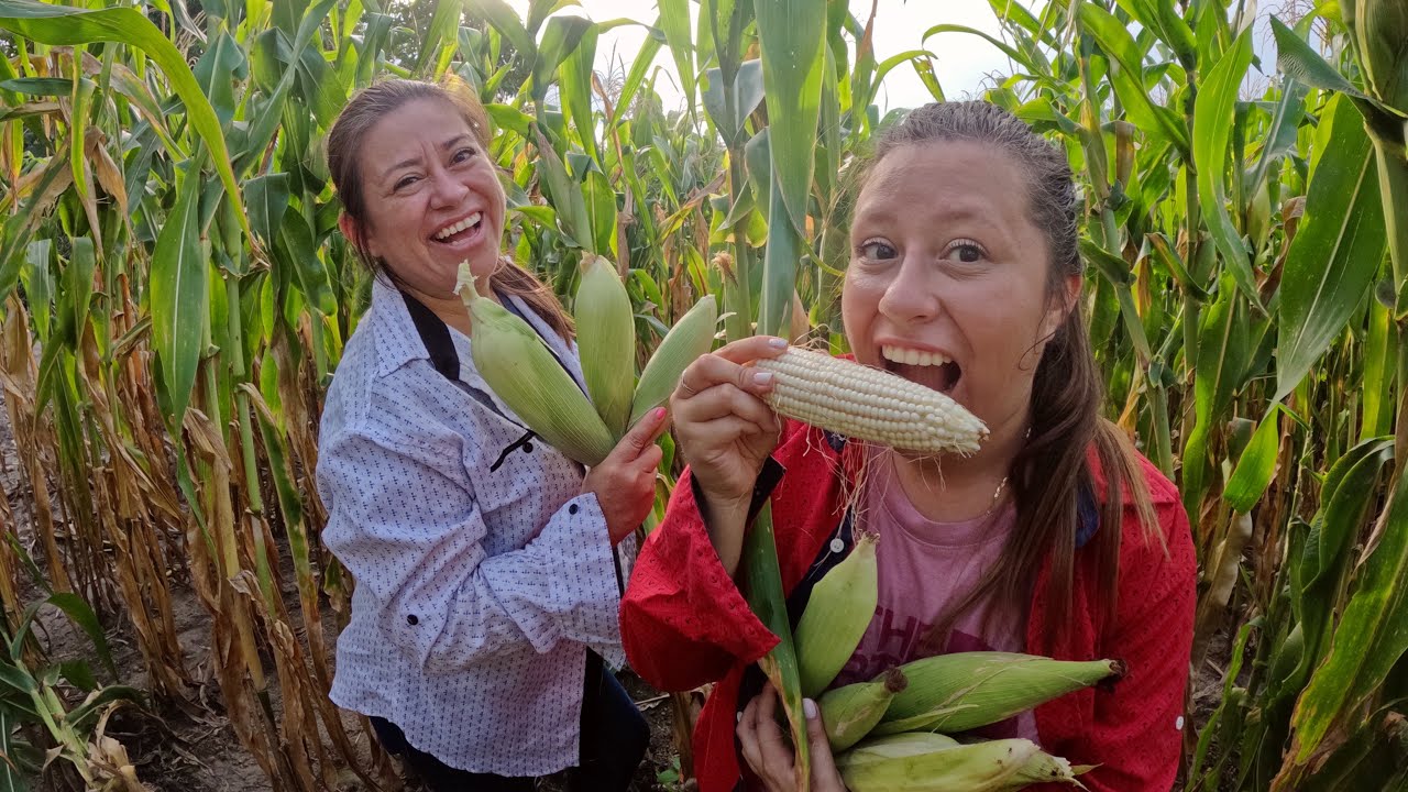 CORTANDO ELOTES 🌽 DE UNA MILPA 🇸🇻