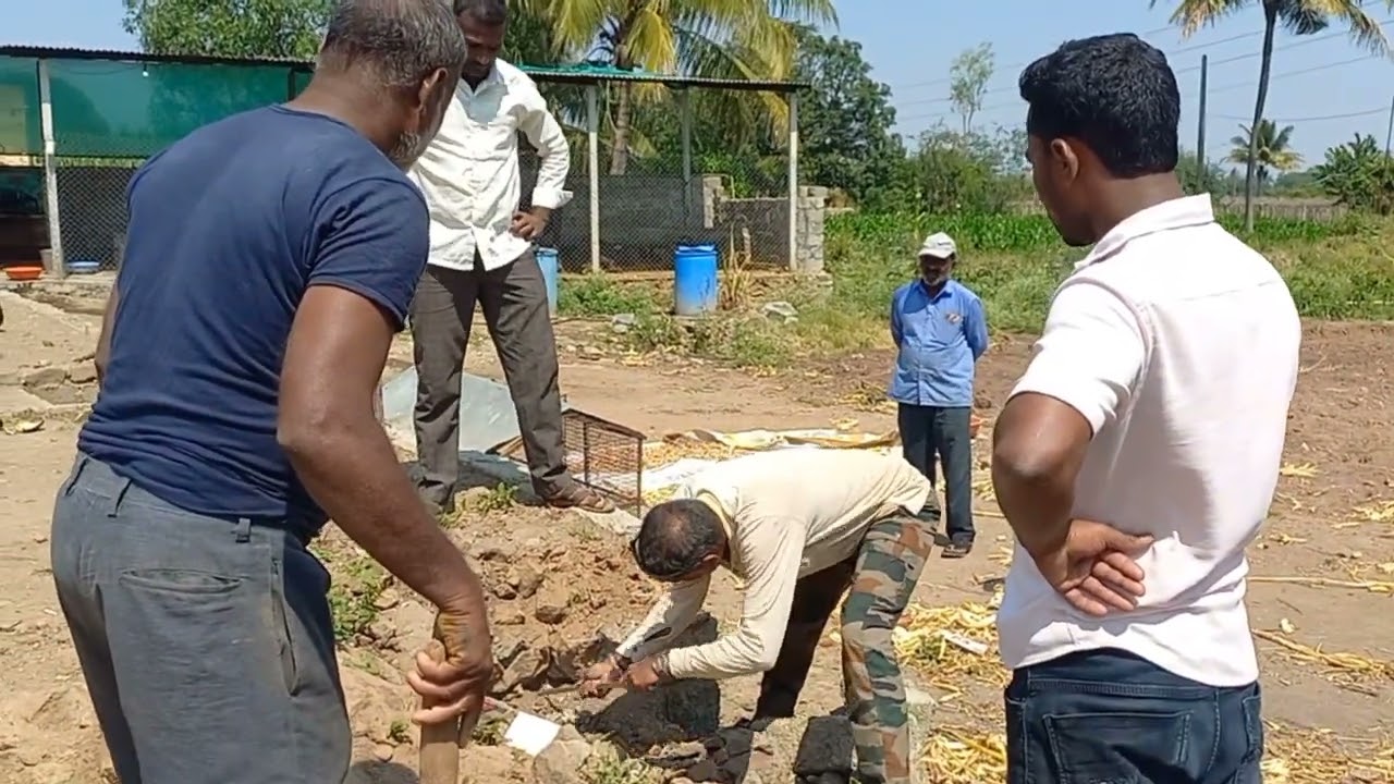नांगोळे विषारी नागाने कोंबडी वर केला हल्ला तडफड तडफड करून सोडला जिव
