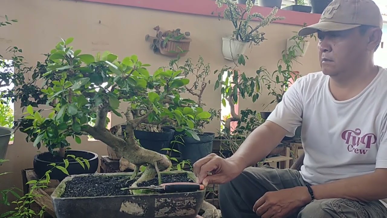  sianci bonsai Tahapan