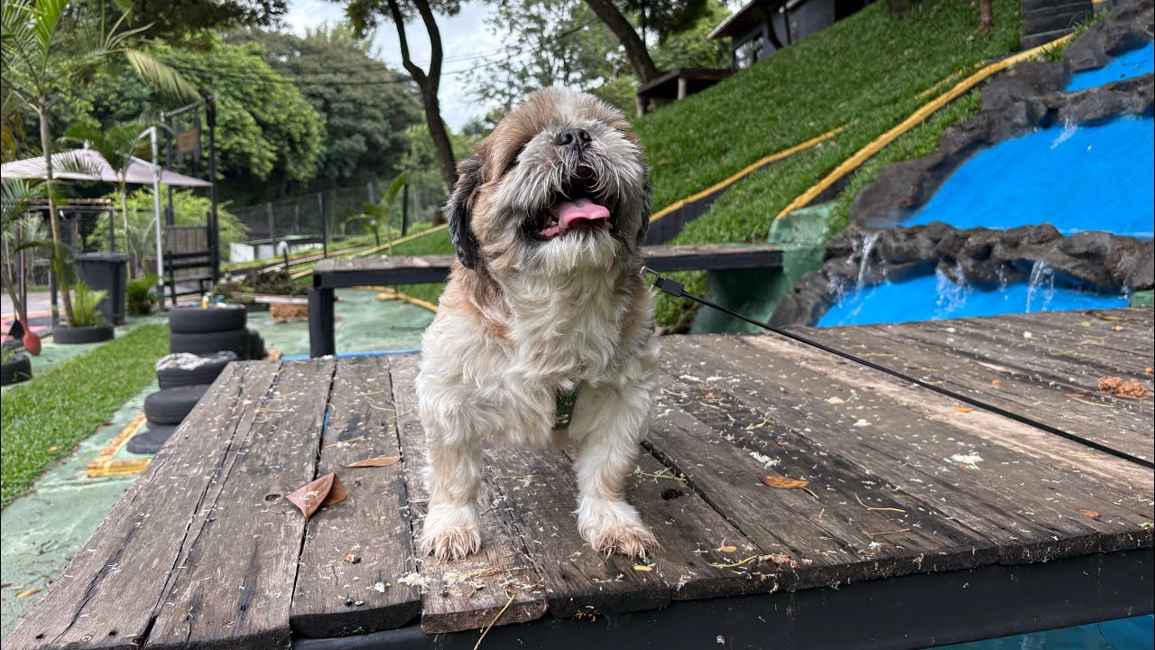 Avaliação Introdutória - Chico (Shih Tzu) 