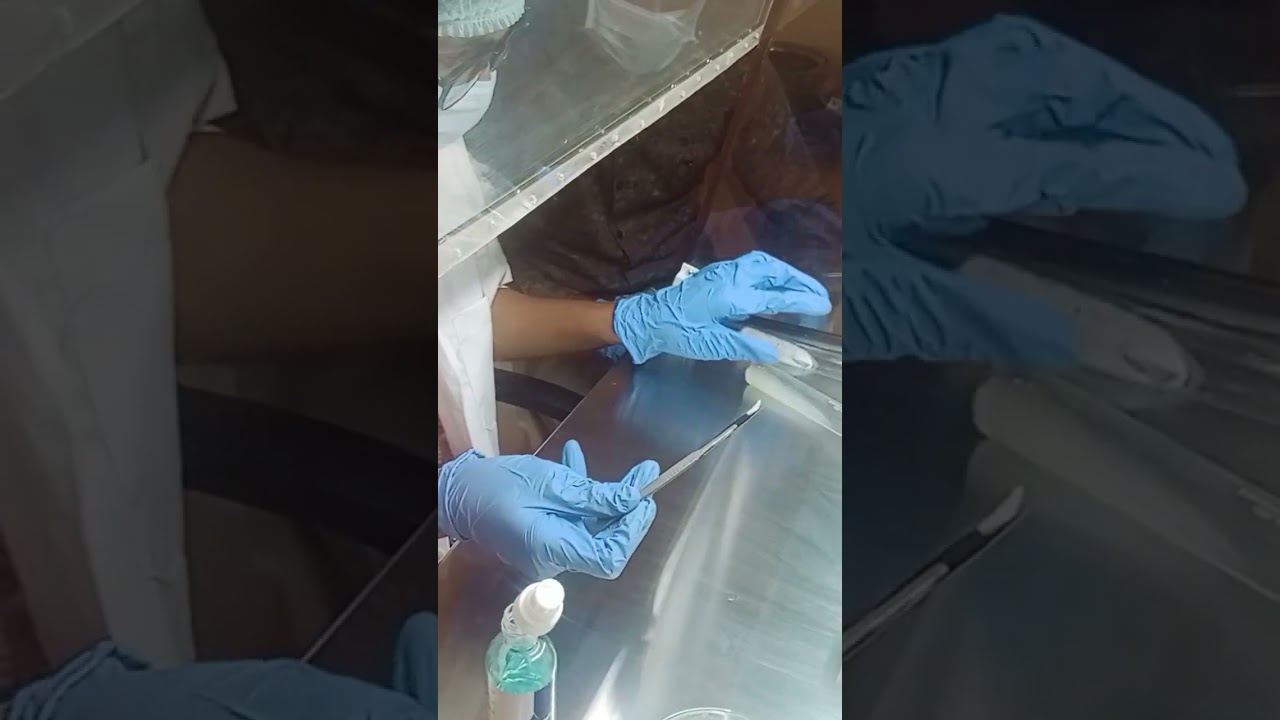 Tissue culture/ PDA media/ culture transfer process/ culture growth/ students work
