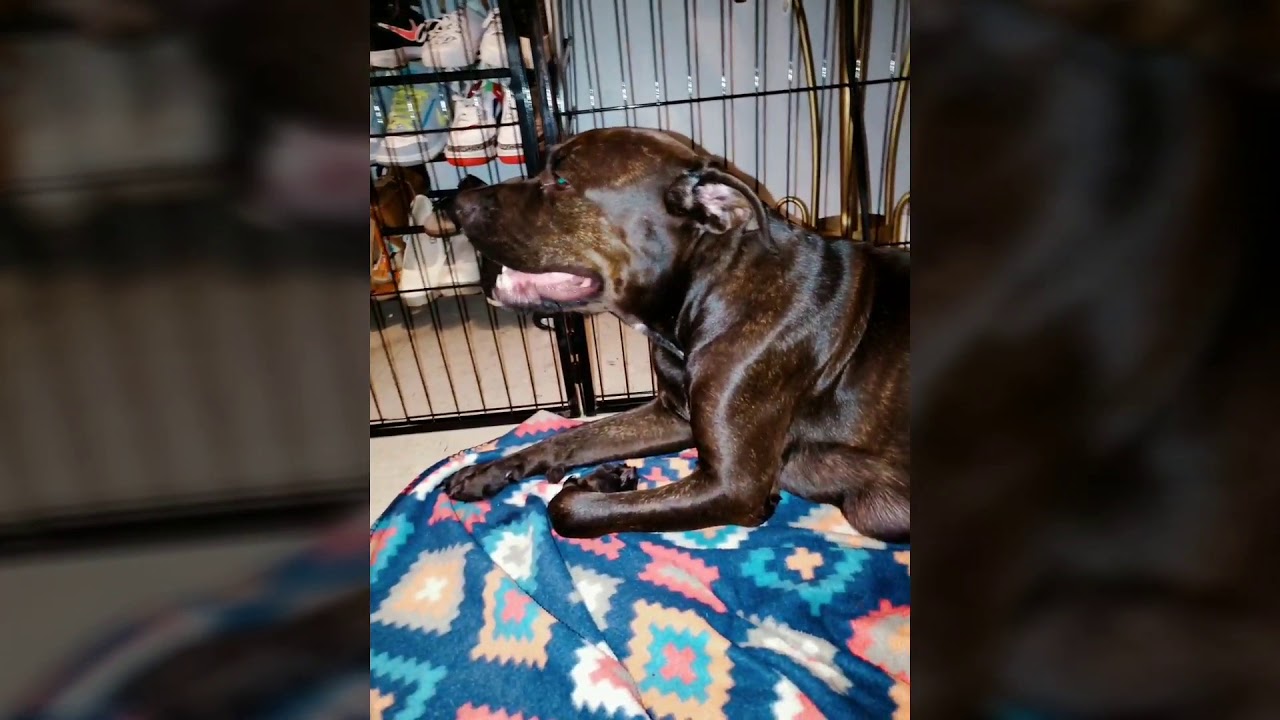She gave birth to 14 puppies!!!😱AMAZING BIRTH