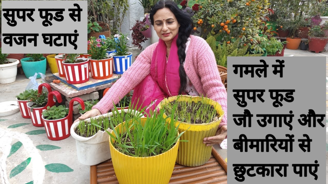 How to grow barley in pot and get rid of diseases | Rashmi's World - Create to Decorate