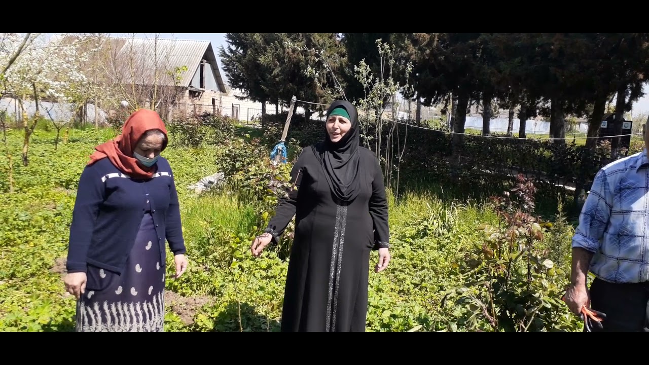 Masallı Viləş kənd orta məktəbində,şəhidlər adına güllər əkildi