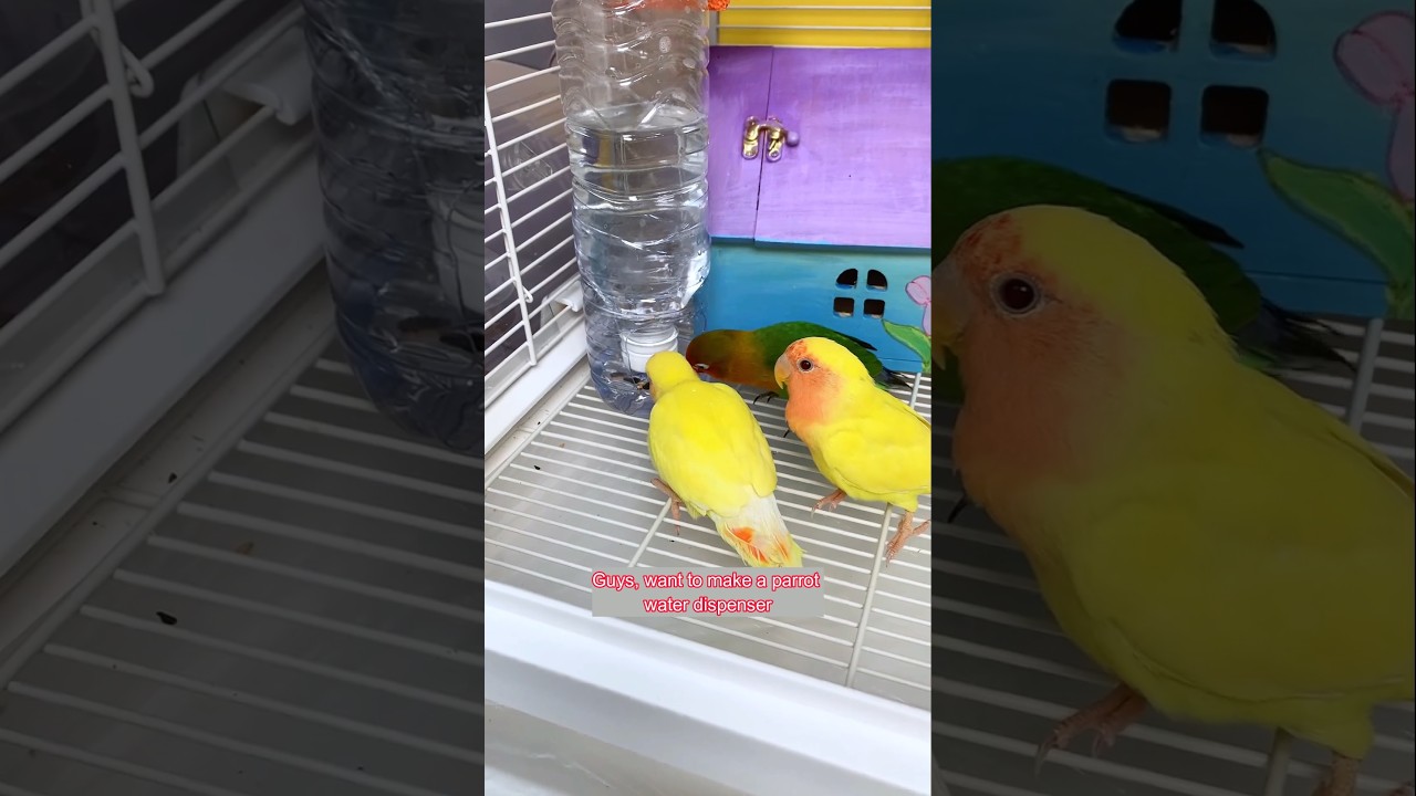 DIY Parrot Water Dispenser 🐦💧 Free & Easy Hack! | #shorts #lovebirds