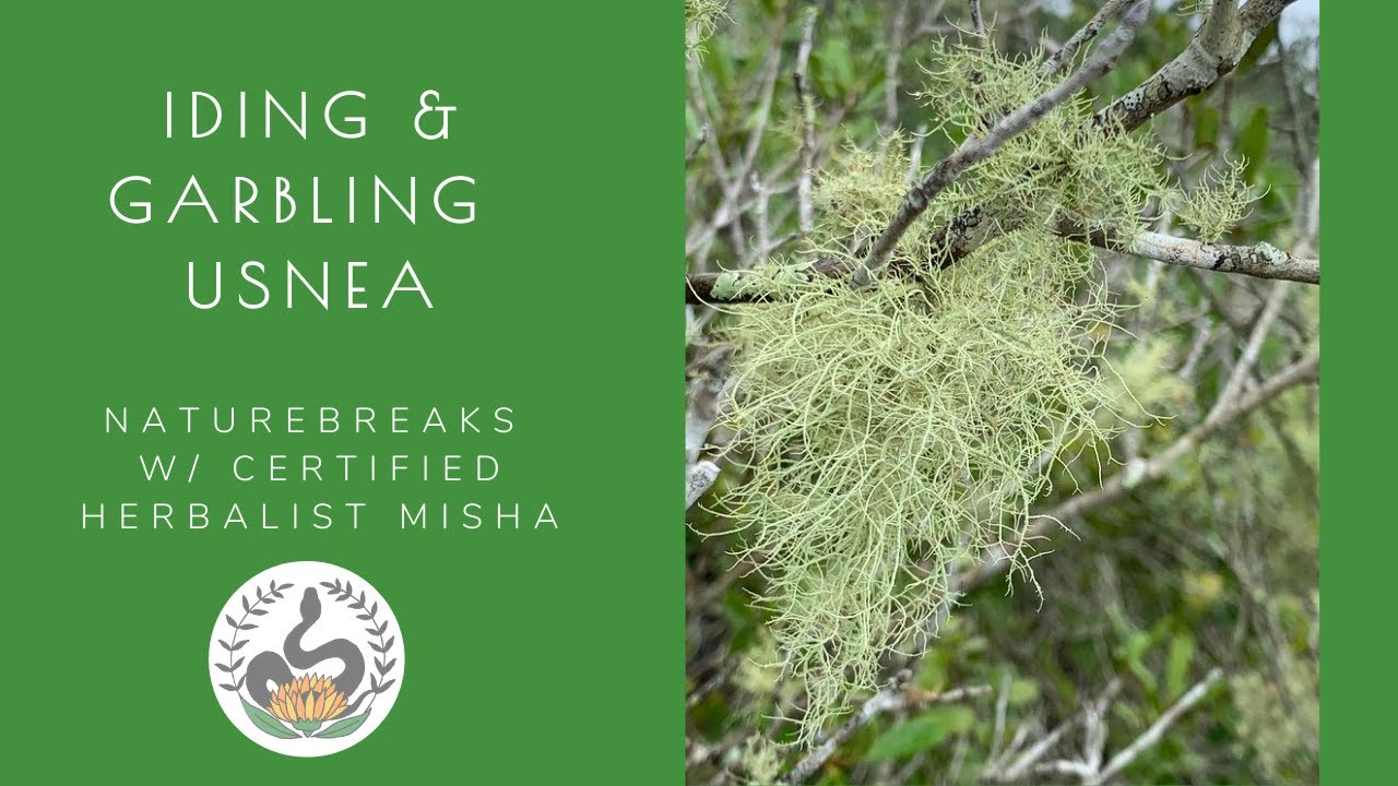 Plant Profile: How to Identify Usnea and Garble / Process It for Medicine