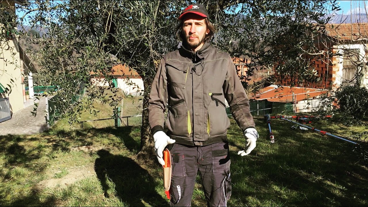 Potatura di riforma parziale olivo semplice semplice
