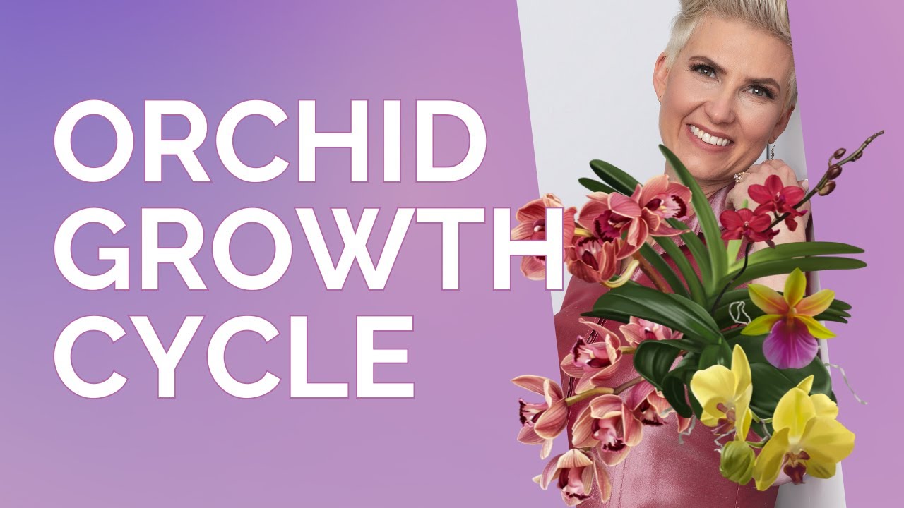 Orchids through the growth cycle