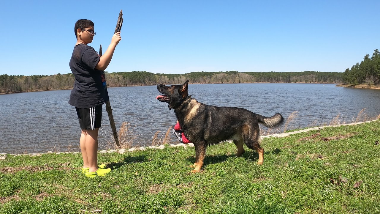 Are working line German Shepherd Good for First time dog owners????￼