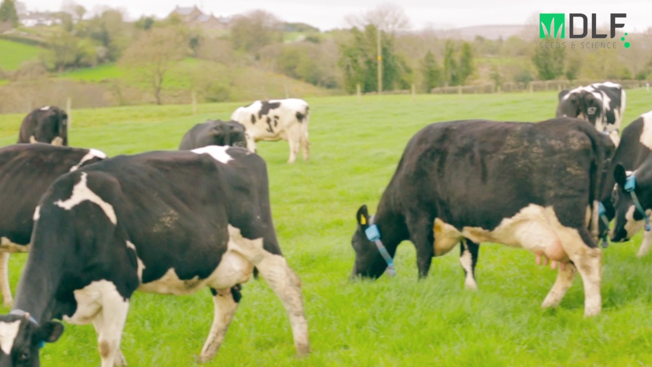 More Milk with DLF Grass Partner - David Hunter Co. Tyrone