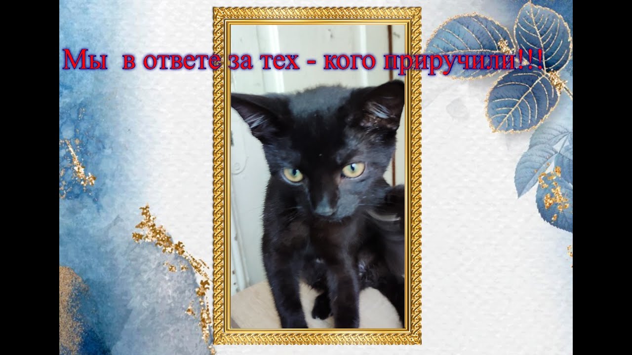 Мы в ответе за тех кого приручили!