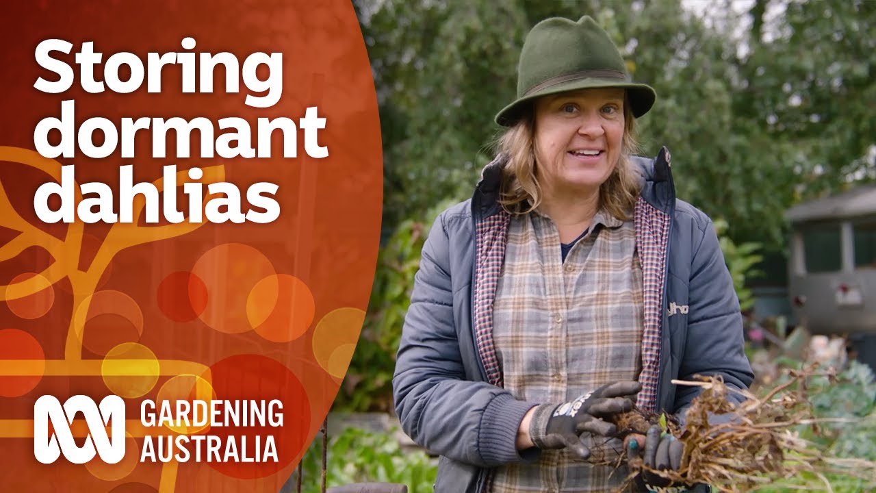How to store dahlias for winter | Gardening 101 | Gardening Australia