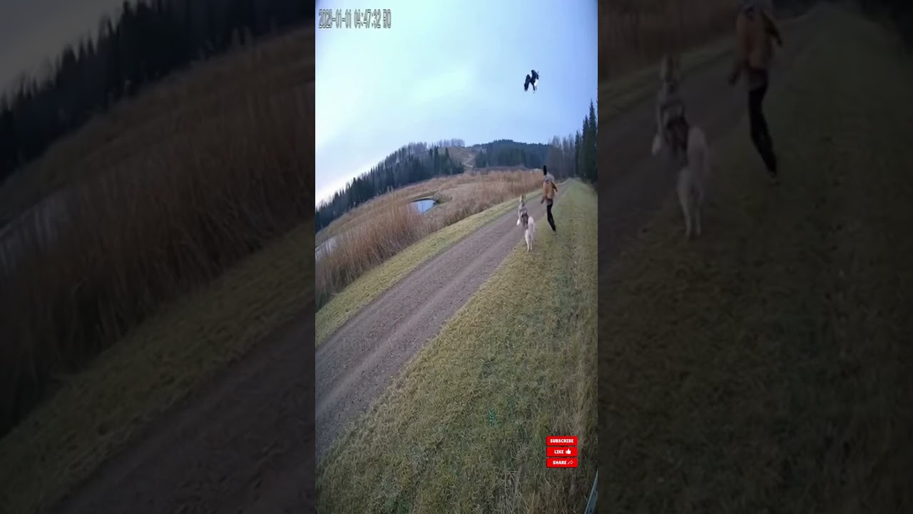 Cat Stops Wild Eagle Near Adult | Unbelievable Animal Hero Moment 