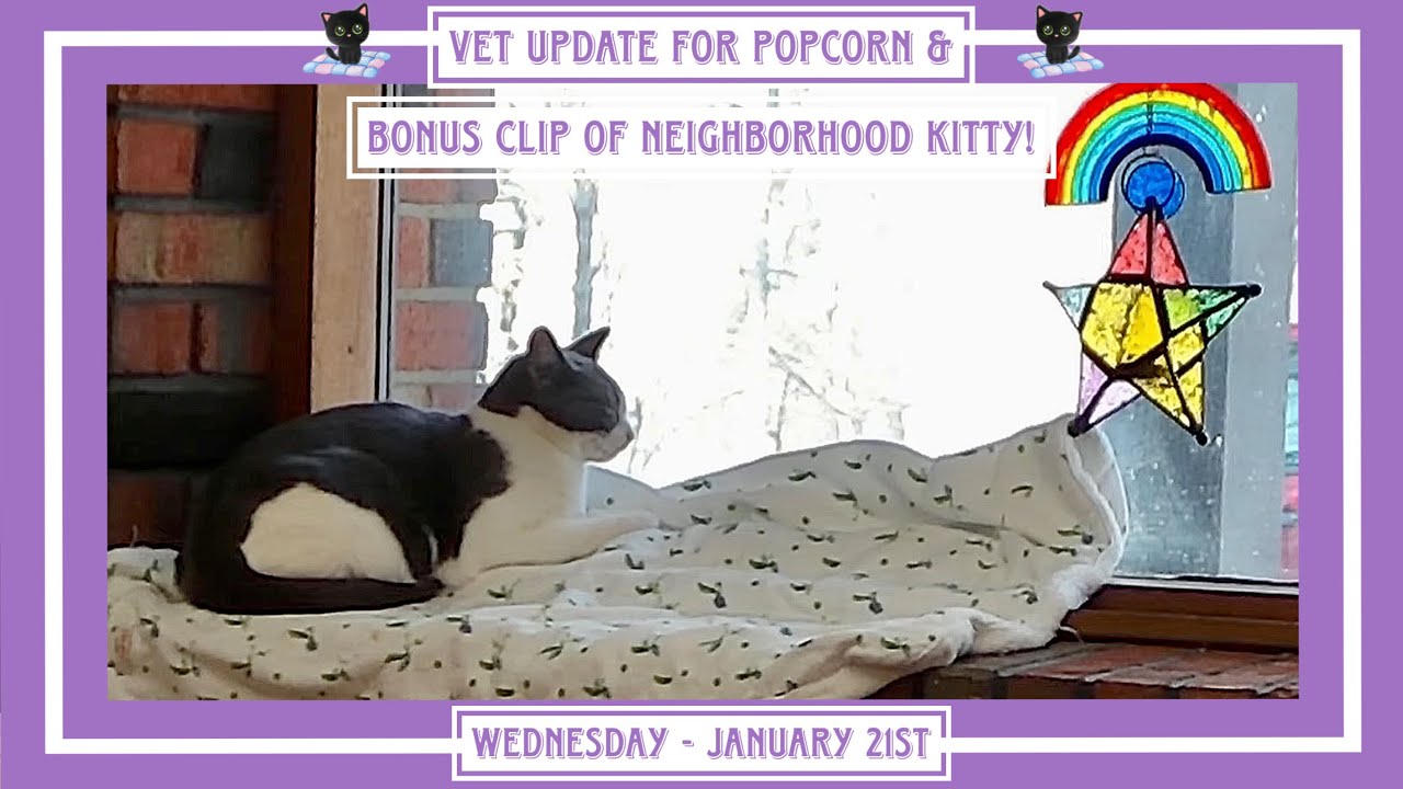 Vet Update for Popcorn and Bonus Clip of Neighborhood Kitty! - Wednesday January 21st.