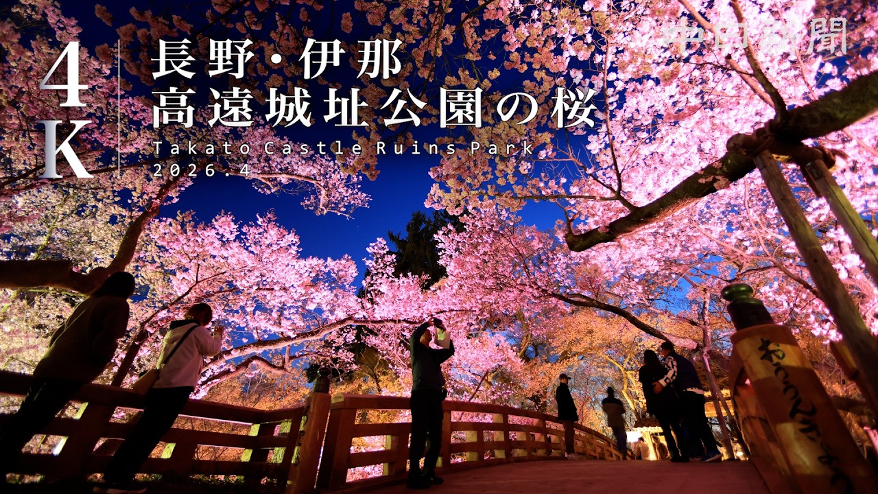 【4K】「天下第一の桜」高遠城址公園の桜が満開　長野県伊那市