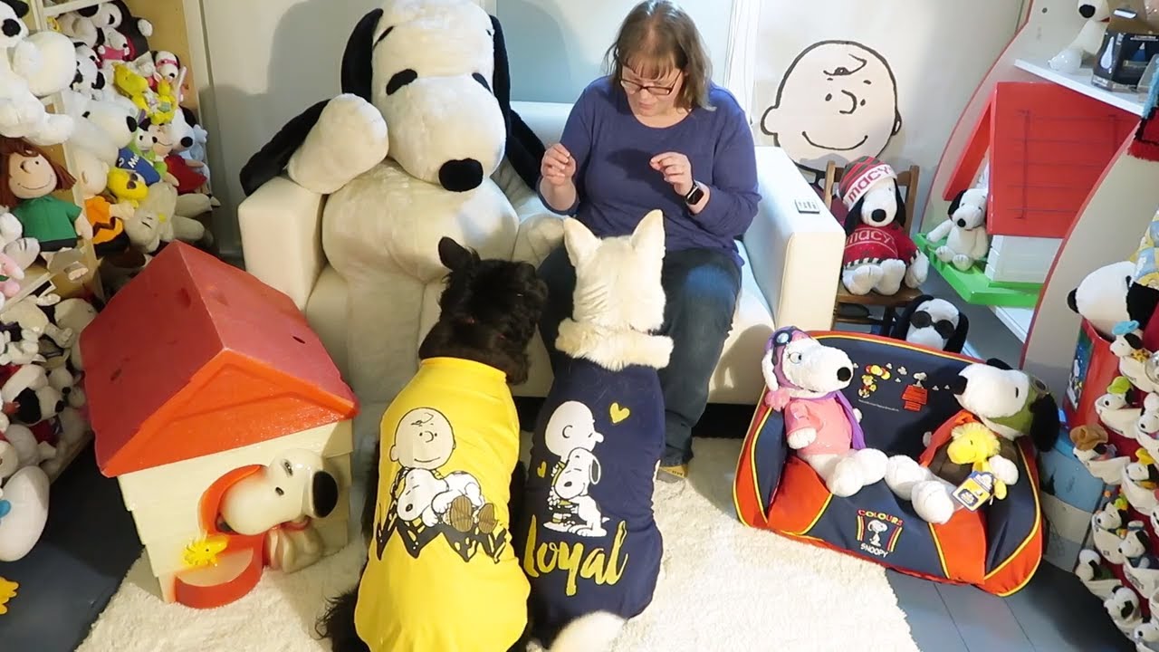Snoopy dog clothes - Dogs try on their new shirts from Zooz Pets