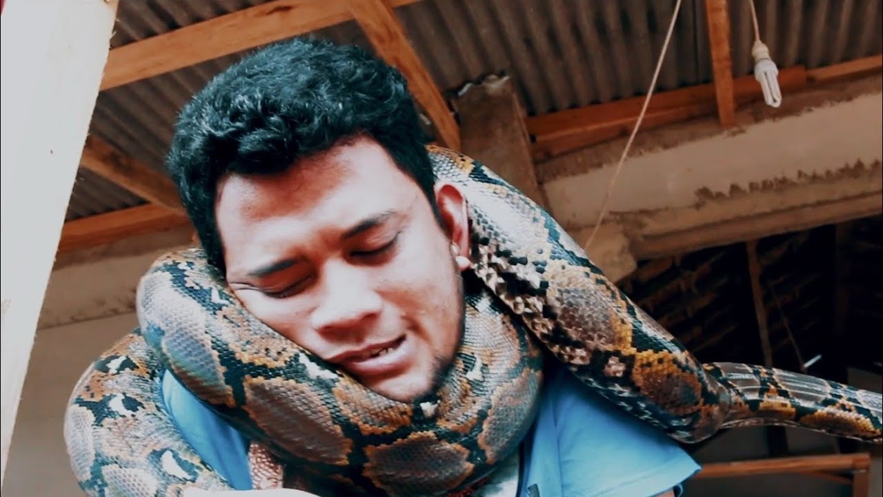 EXPERIMEN UJI LILITAN PYTHON KE LEHER/BERAKHIR GINI...