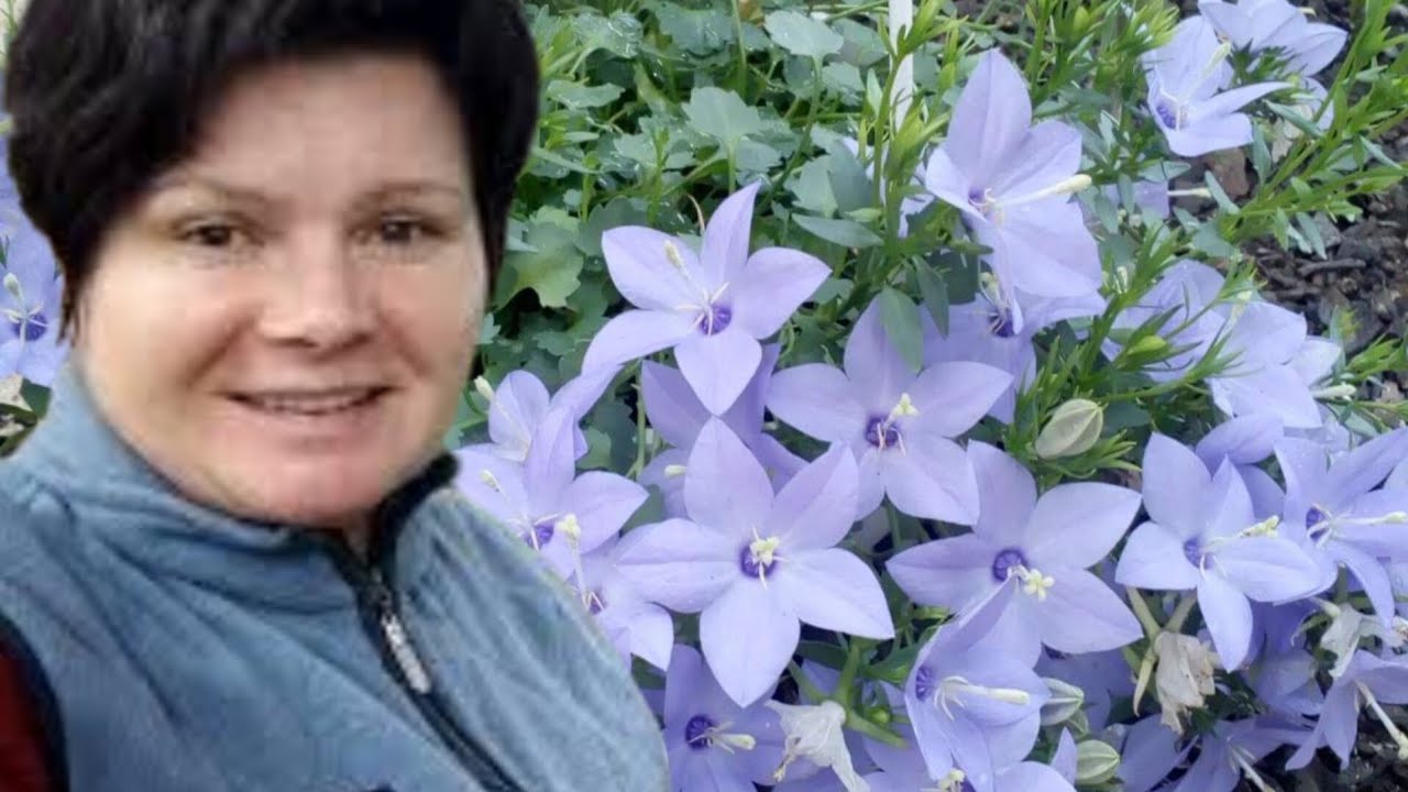 КАМПАНУЛЫ. Самое время для черенков! Что я предлагаю 😉 к отправке весной.