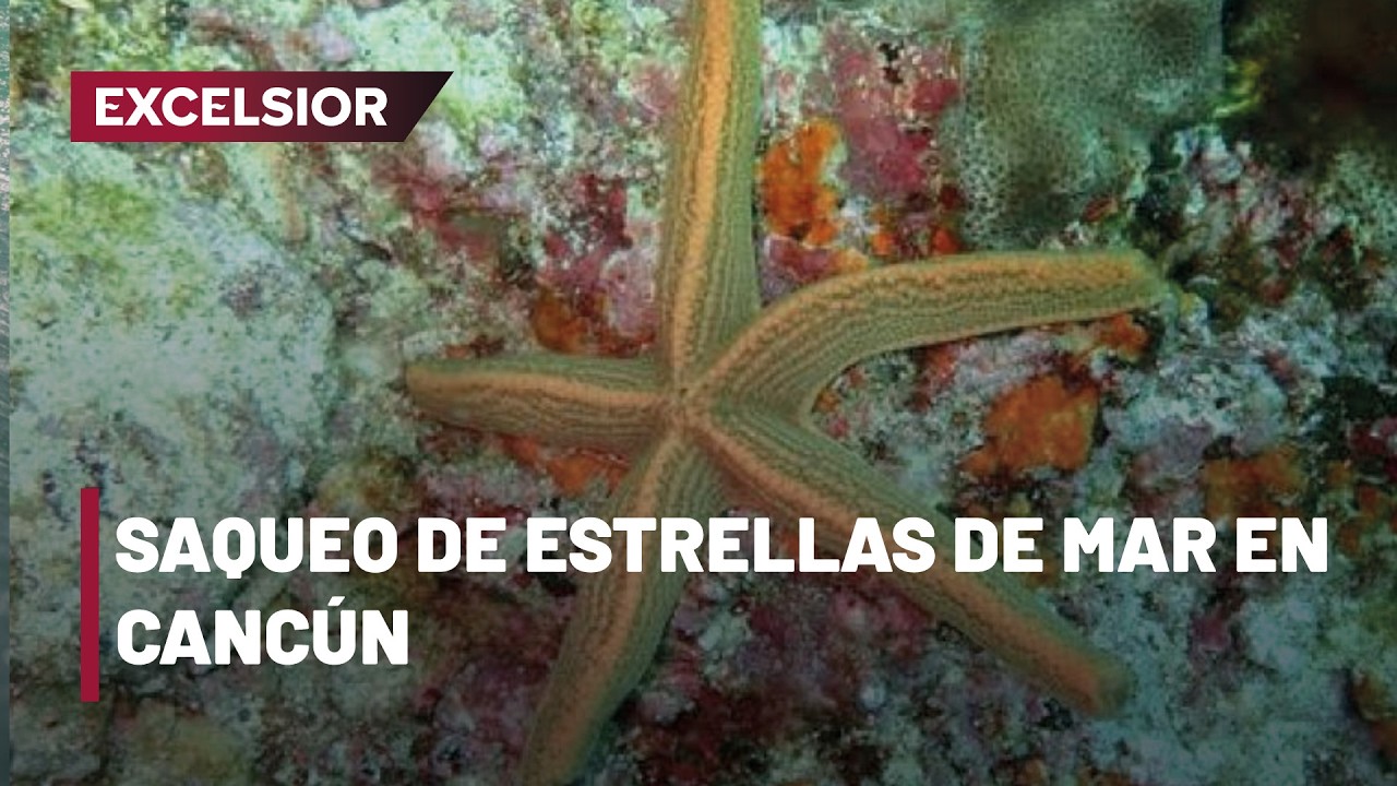 Graban saqueo de estrellas de mar en Cancún y alertan por tráfico ilegal