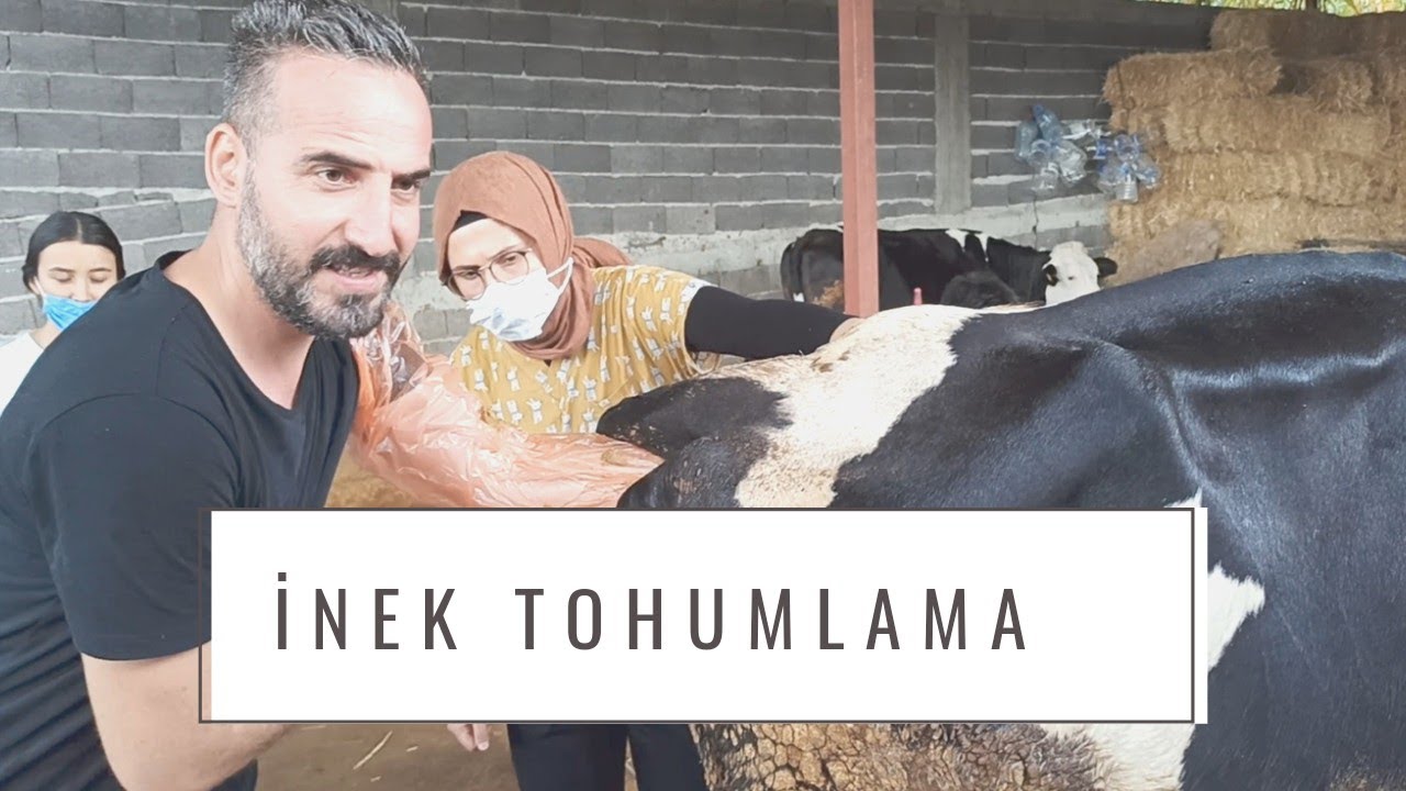 İNEKLERDE SUNİ TOHUMLAMA NASIL YAPILIR? #hayvancılık #veterinerhekim #vet #artificialinsemination