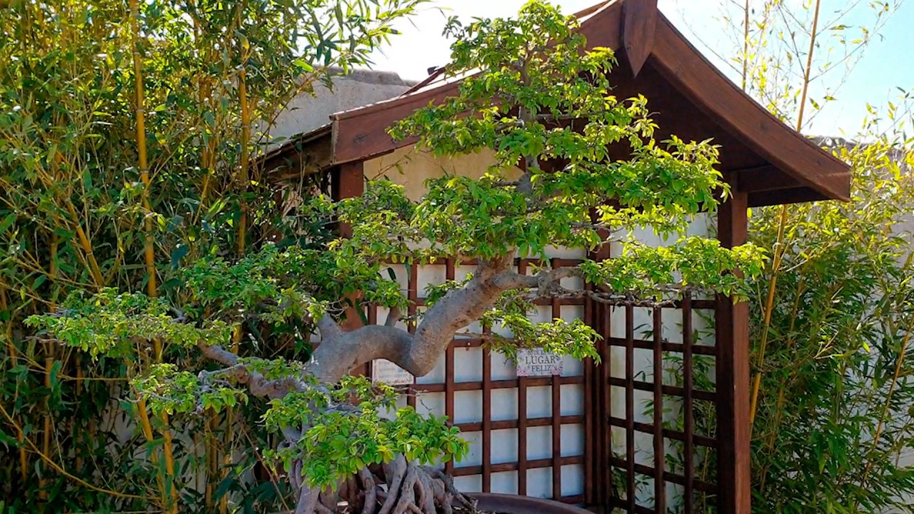 Un paseo por la Escuela de Bonsai Online | Kaeru-En 蛙園