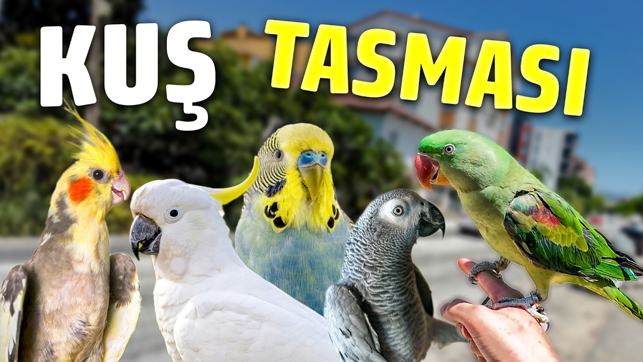 Kuşlar İçin En İyi Tasma - Papağanıma Tasma Yapıyorum