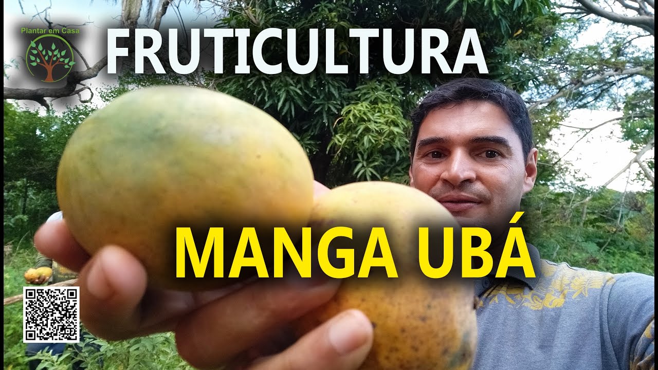 Manga Ubá Fruticultura e  Riquezas no Norte de Minas
