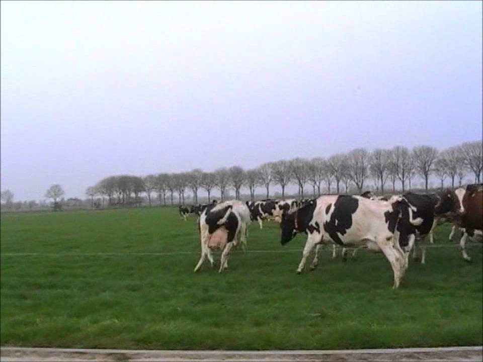 Koeien voor het eerst weer naar buiten bij Logeer & Sfeer