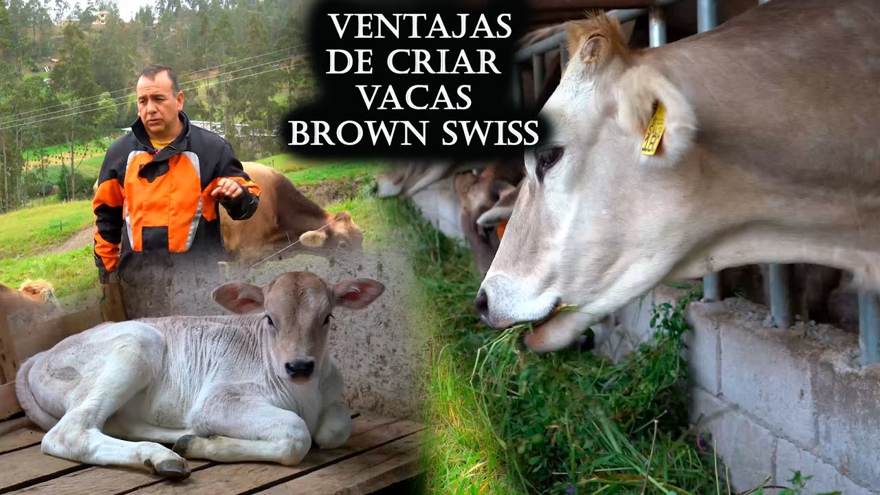 Ventajas de Criar Vacas Brown Swiss