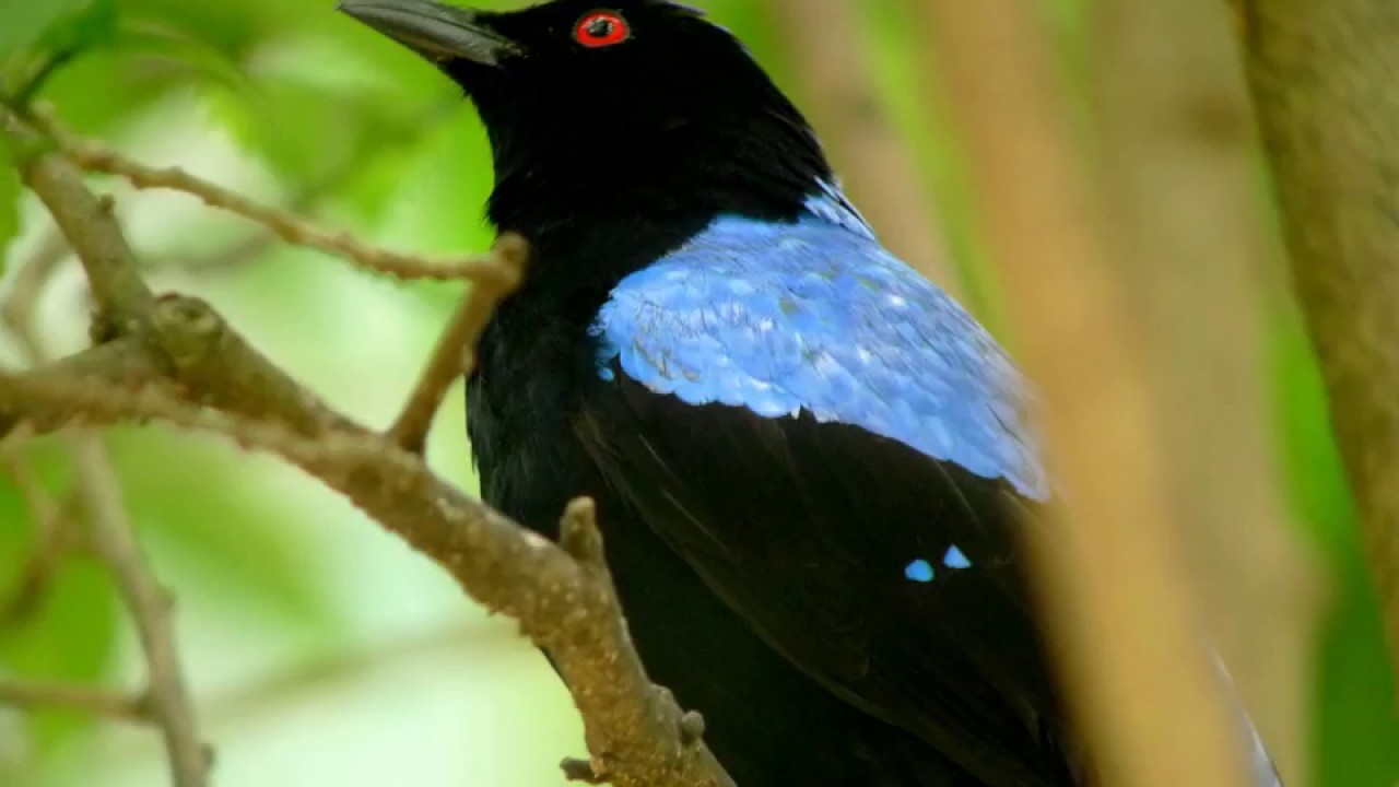 Asian fairy blue bird - Indische blauwrug