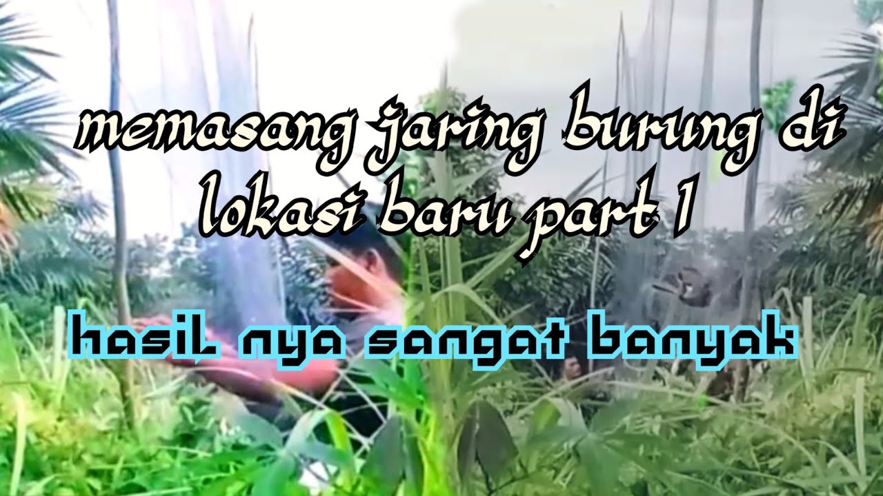 Memasang jaring burung di lokasi baru part 1
