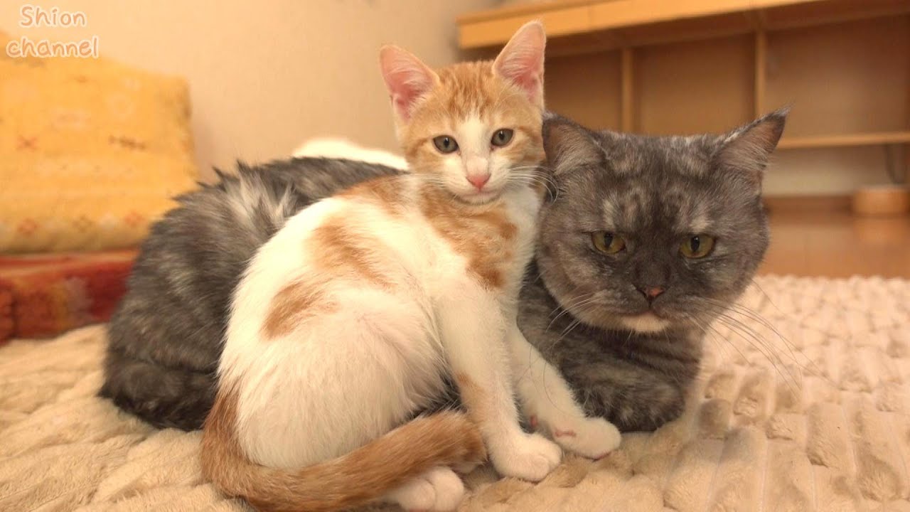 ご飯の後、すぐに大好きな先住猫に甘えに行く子猫たち