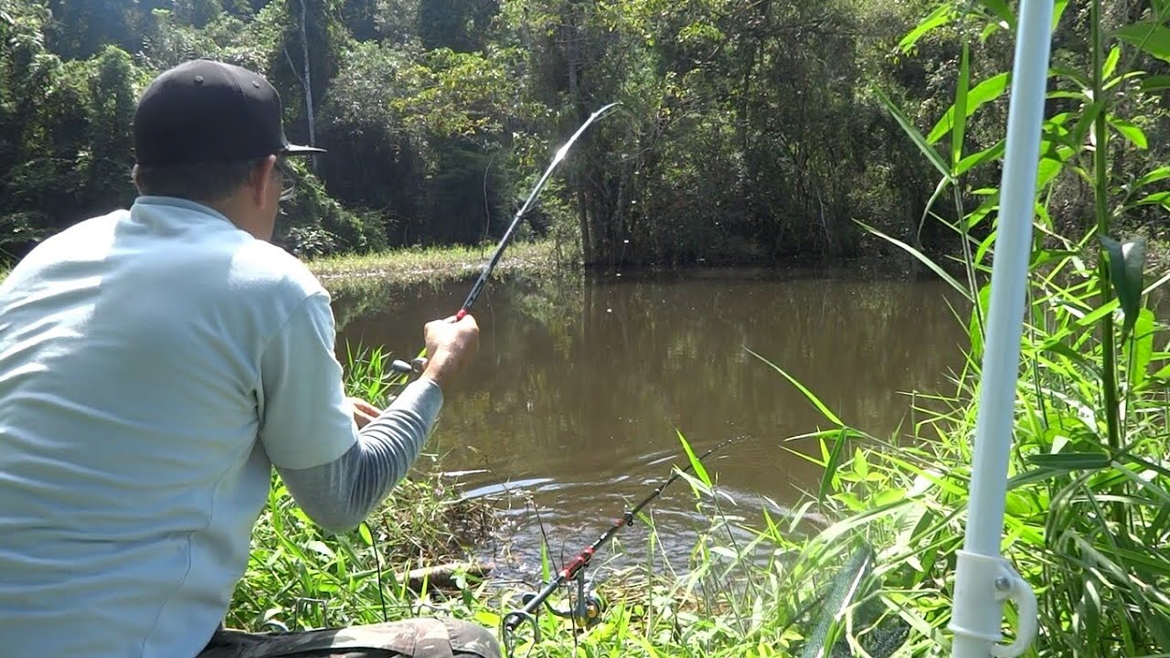 Pescaria de Tilápias (Dicas e momento das fisgadas) - Pesca Terapia