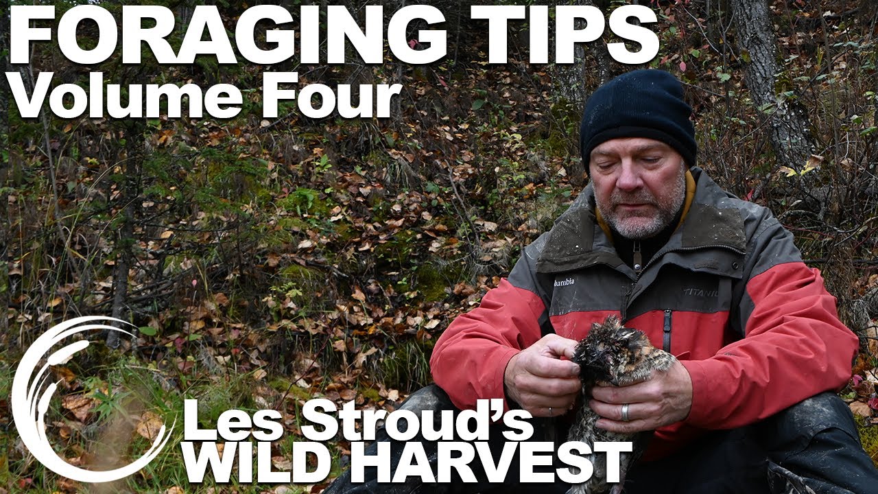 Wild Harvest Foraging Tips | Vol 4 | Les Stroud | Wild Harvest TV series