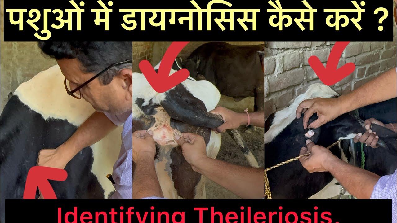पशुओं में रोगों की पहचान कैसे करें? I How to Diagnose Diseases in Animals ? I dr Umar Khan 