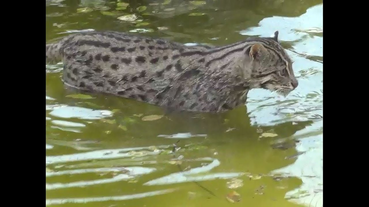 Le Chat viverrin  est appelé aussi  Chat Pêcheur - Le Domaine des Fauves - Les Abrets (Isère) France