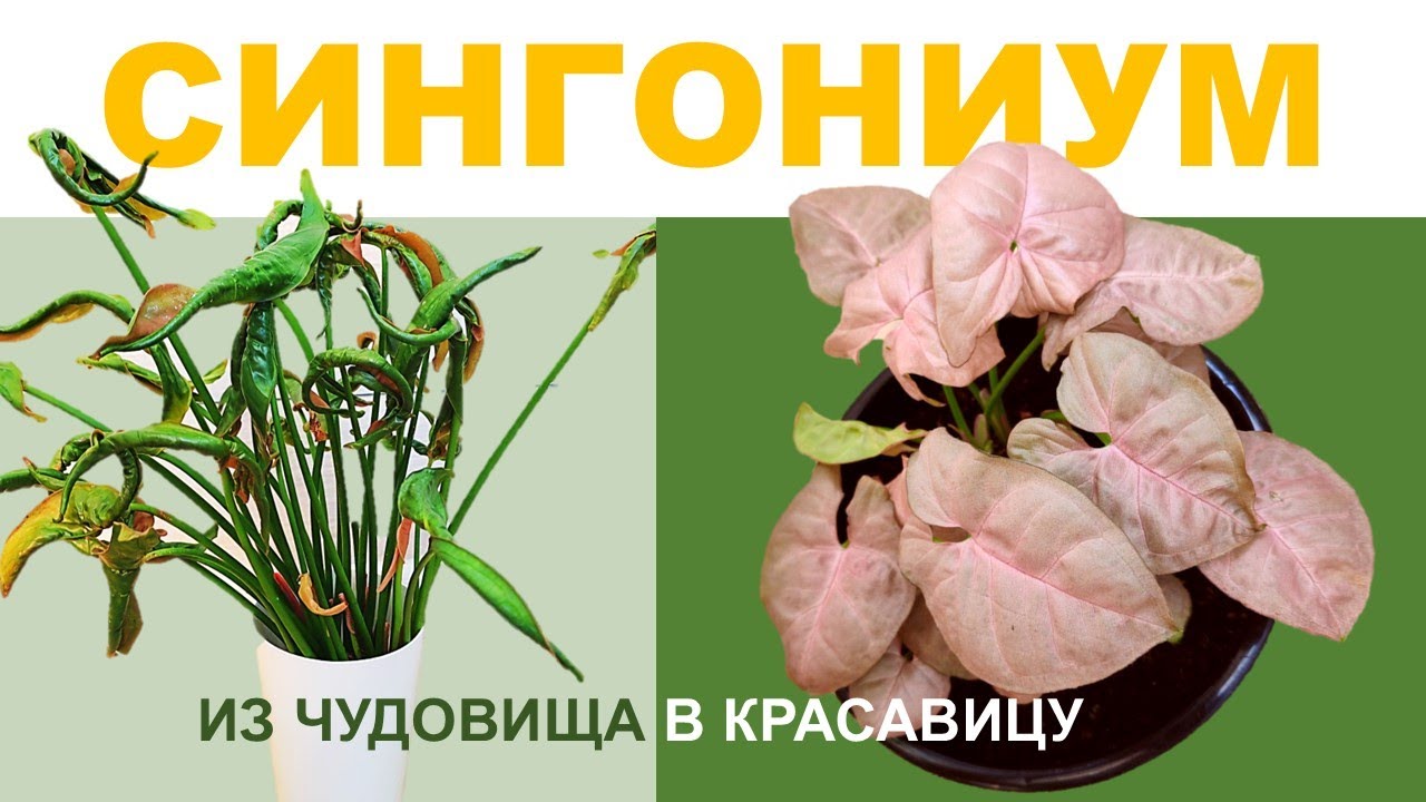 СИНГОНИУМ Неон Пинк: сворачиваются / скручиваются листья, что делать? Причины и решение проблемы